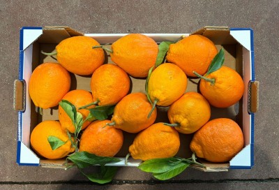 Foto Arance Tarocco Affogliate Calibro 2 Origine Italia Marchio Torello 3